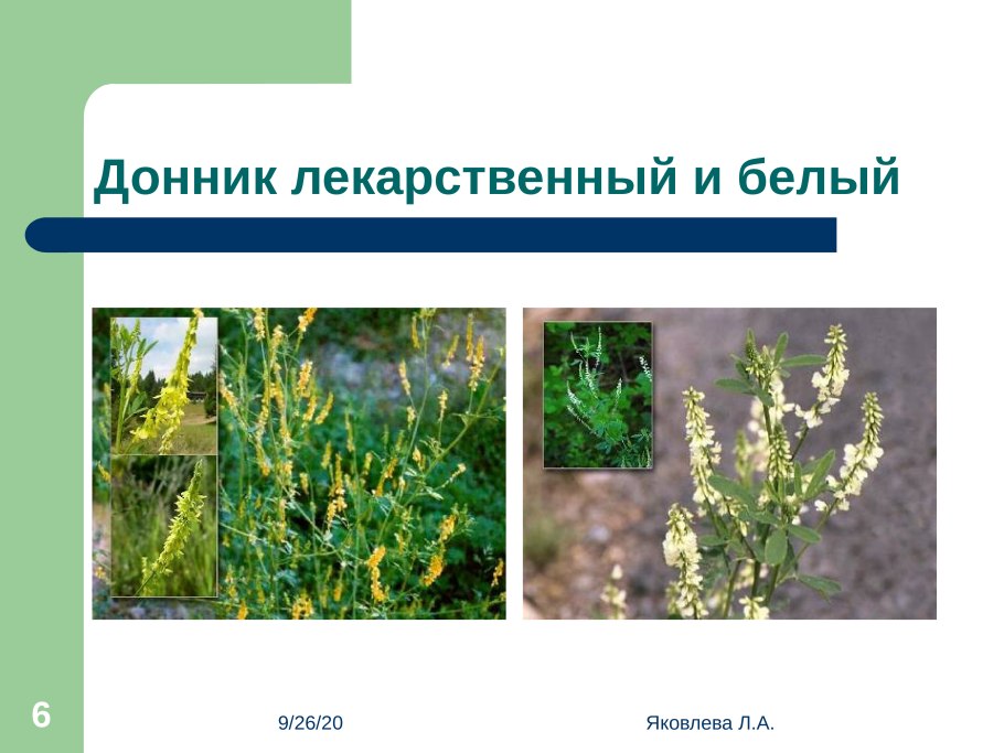 Донник желтый