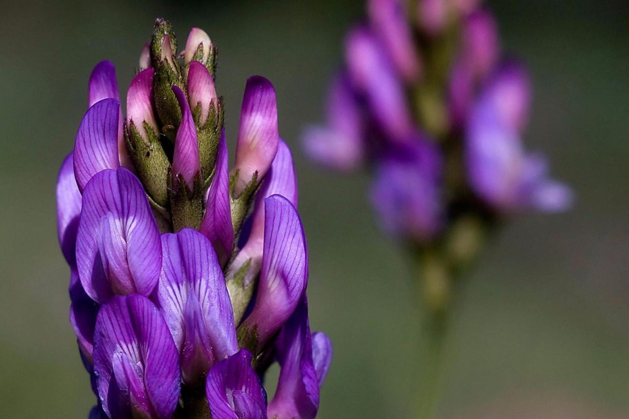 Редька Дикая семейство крестоцветные