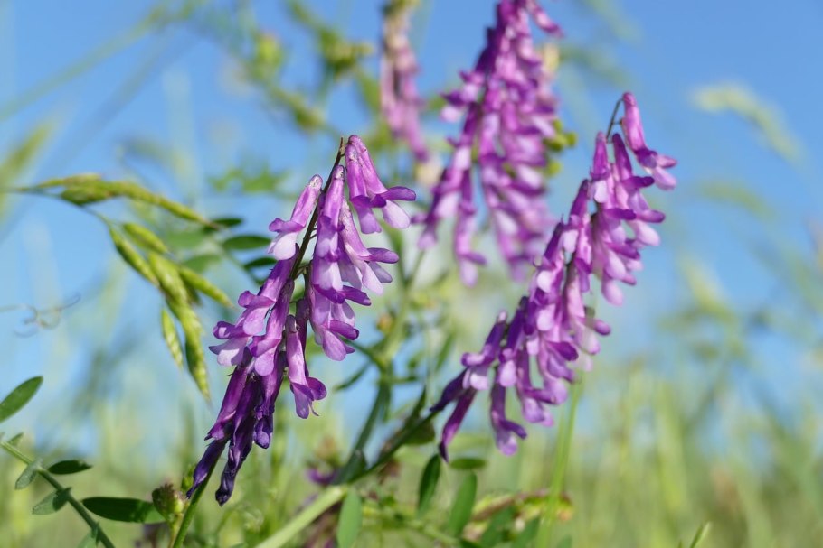 Эспарцет трава