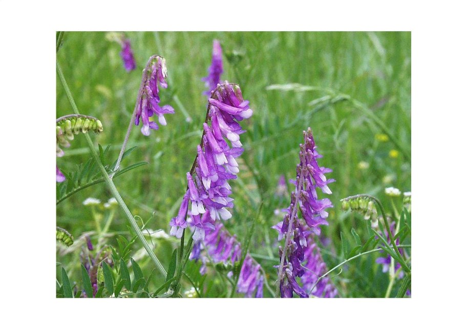 Горошек заборный и мышиный