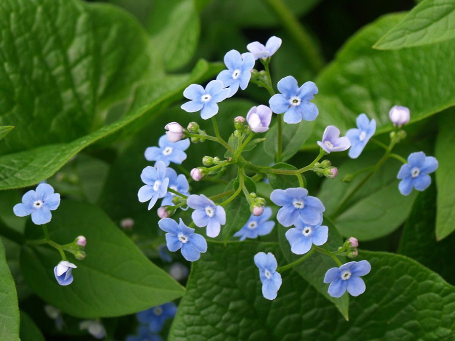 Brunnera Stev. (Бруннера
