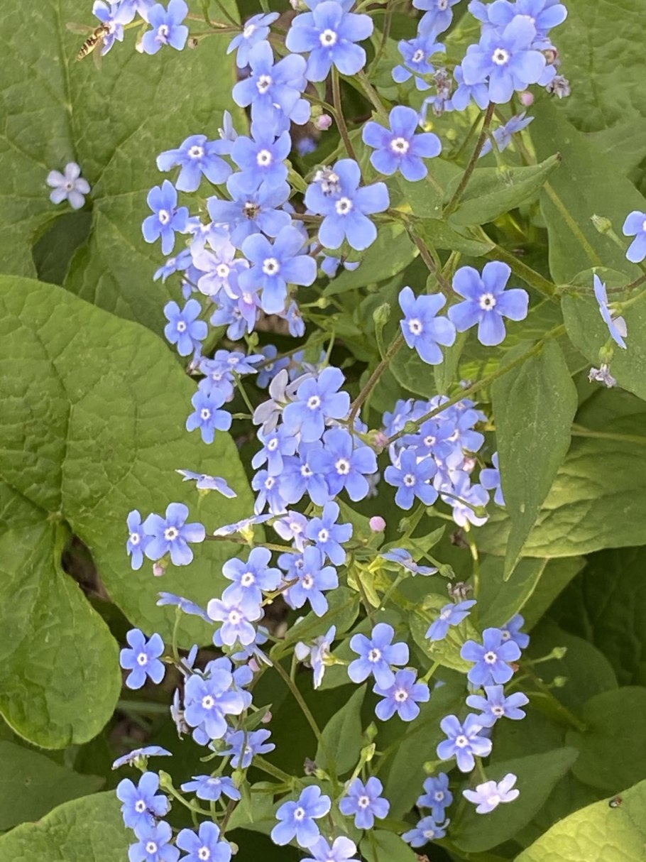 Незабудка Бруннера Сибирская цветок