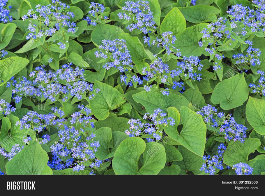 Бруннера крупнолистная