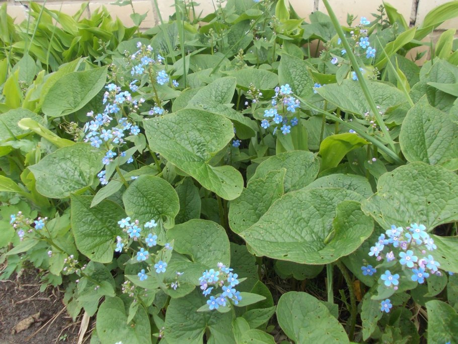 Незабудка Бруннера