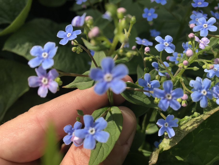 Незабудка Бруннера