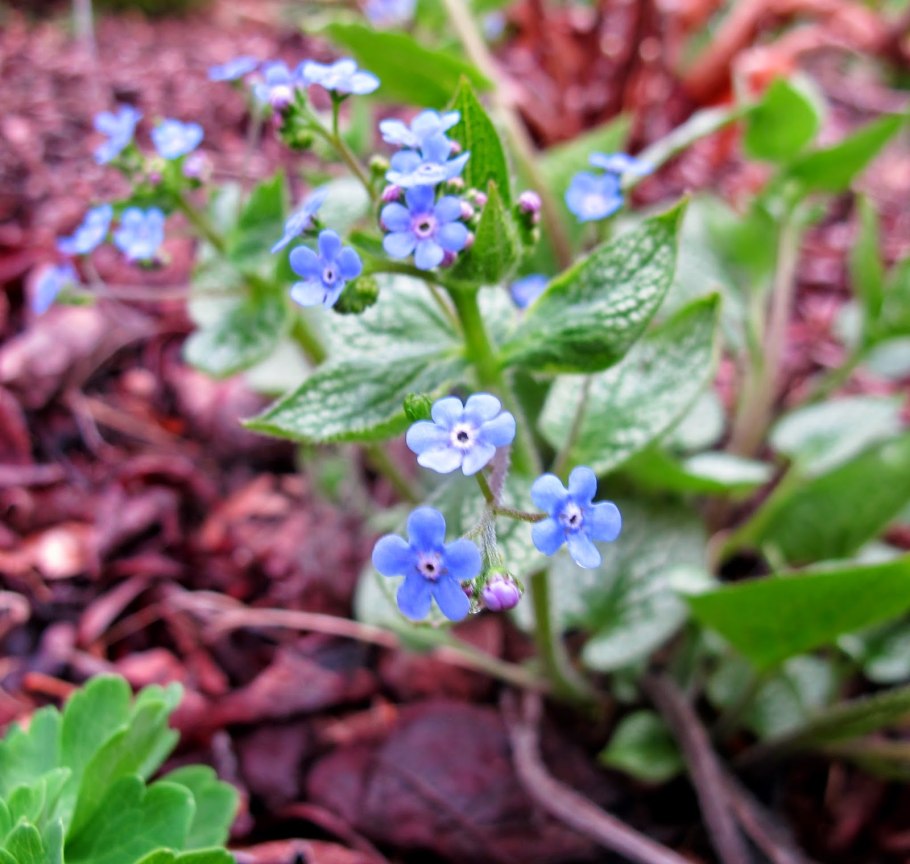 Незабудка цветок Бруннера