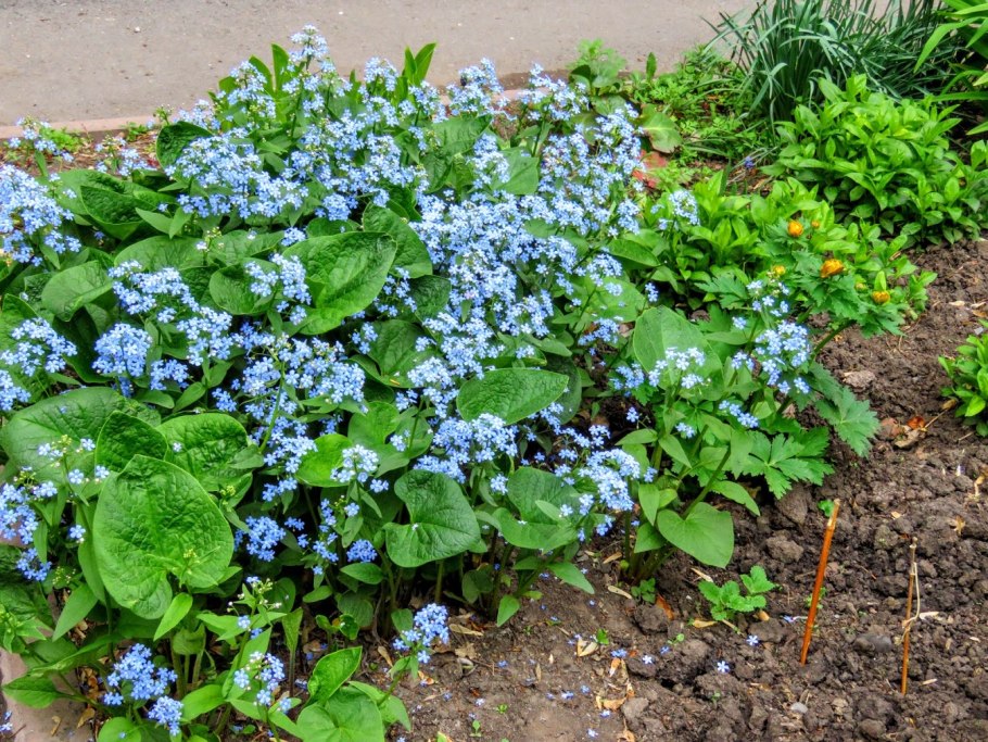 Бруннера Сибирская Brunnera sibirica