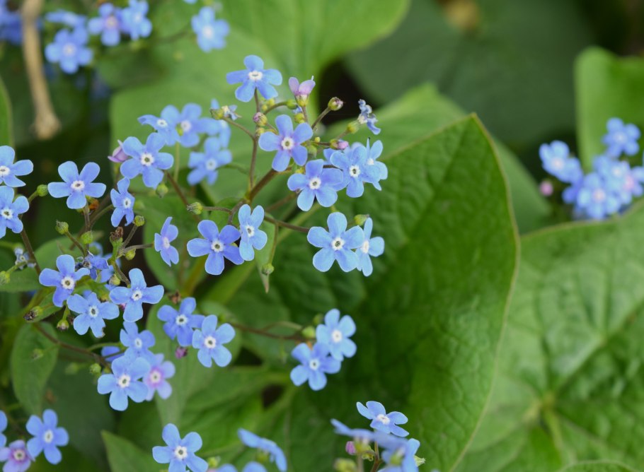 Бруннера Сибирская