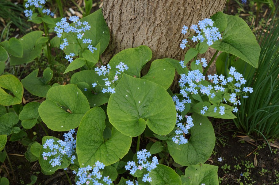 Бруннера Сибирская Brunnera sibirica