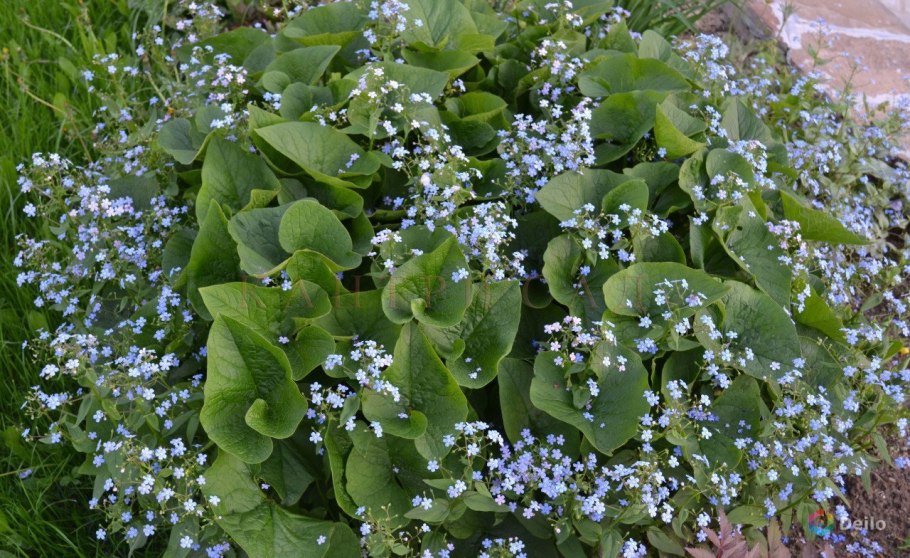Незабудка Садовая Бруннера крупнолистная