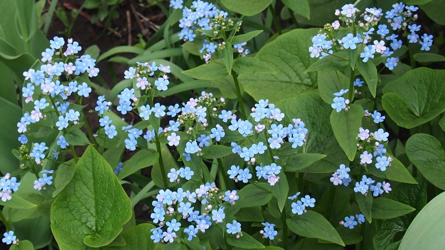 Бруннера Сибирская Brunnera sibirica