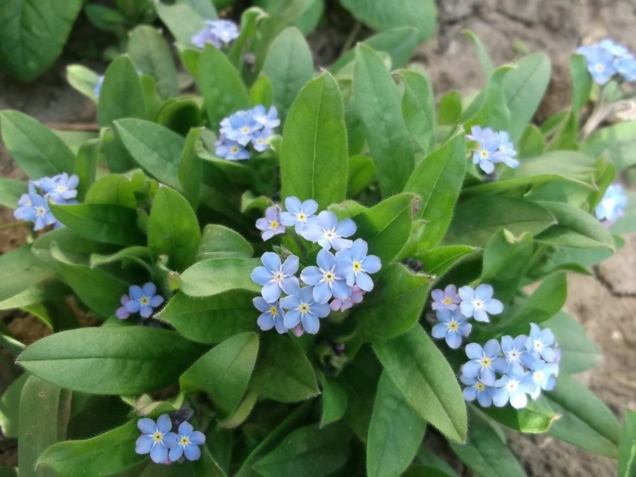 Бруннера обыкновенная