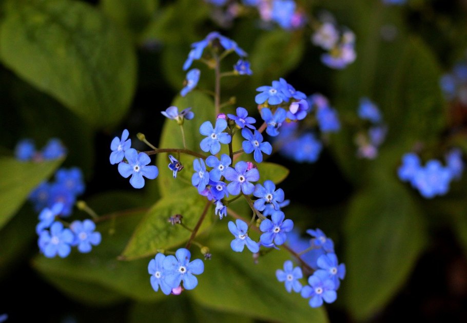Brunnera macrophylla