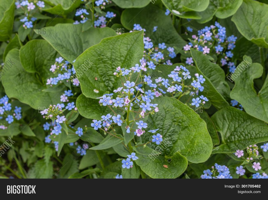Незабудка и Бруннера одно и тоже