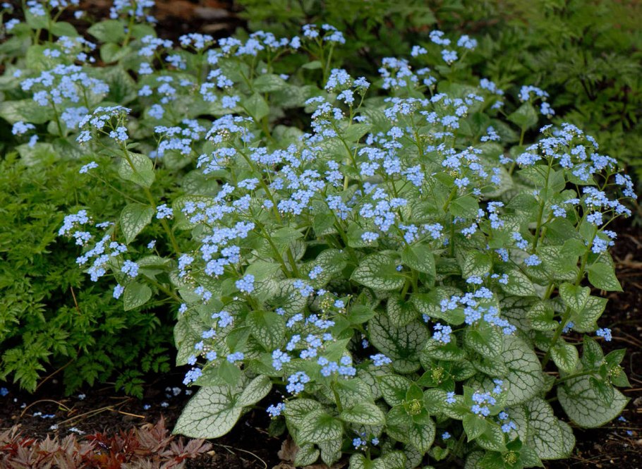 Бруннера крупнолистная (Brunnera macrophylla)