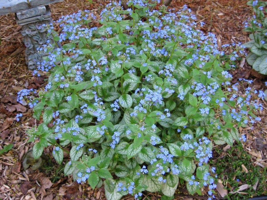 Бруннера Кавказская Незабудка