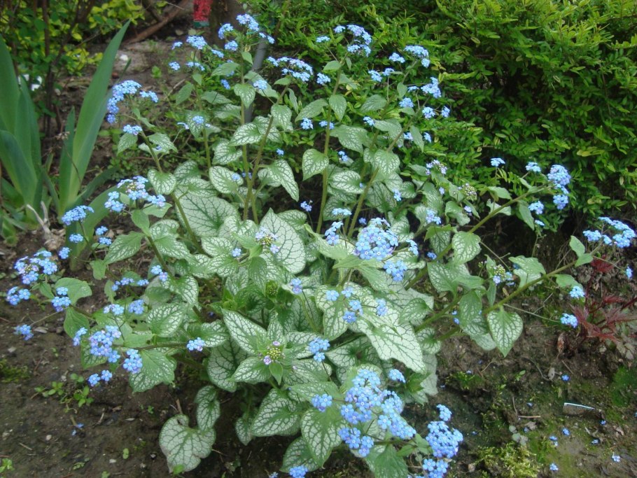 Брунера многолистная