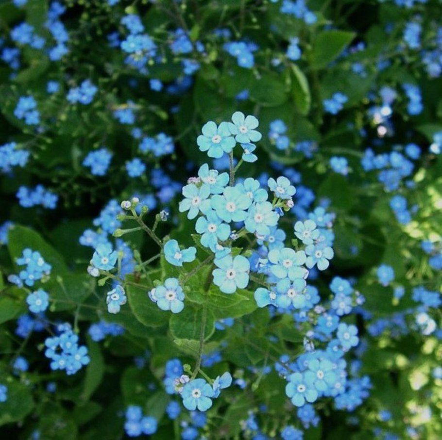 Бруннера Незабудковая