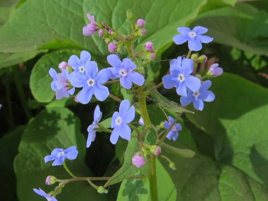 Бруннера Сибирская Brunnera sibirica