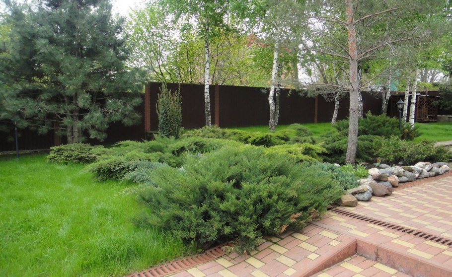 Сосна Ватерери миксбордер