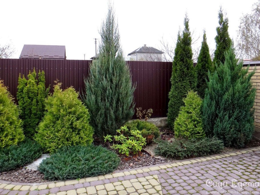 Ель Коника, можжевельник, спирея