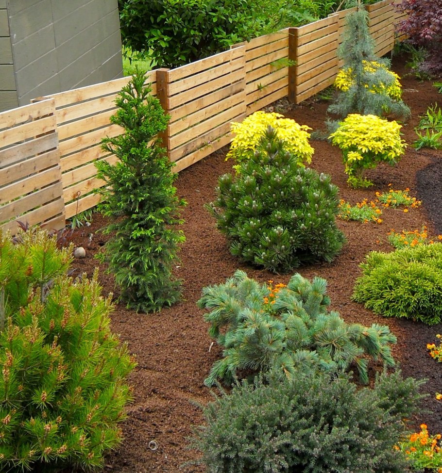 Можжевельник Блю Эрроу вдоль забора