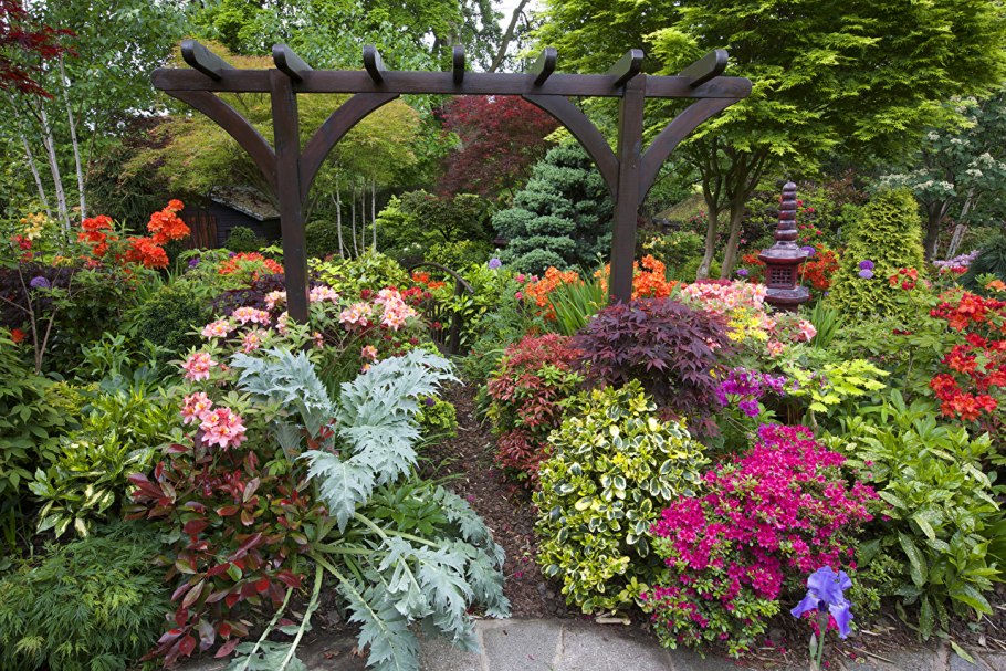 Боскет самшит