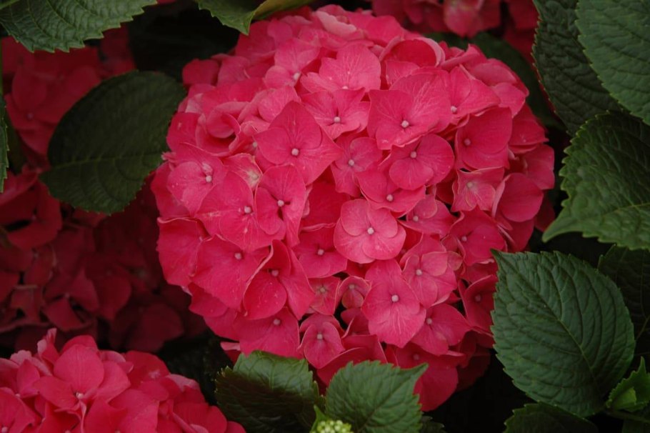 Гортензия крупнолистная Red Sensation