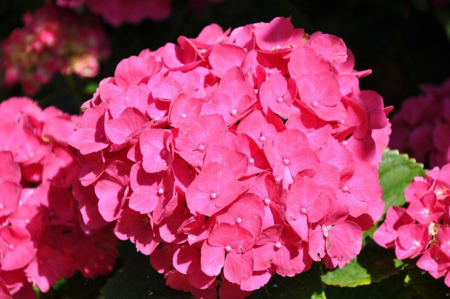 Hydrangea macrophylla "Speedy Red"