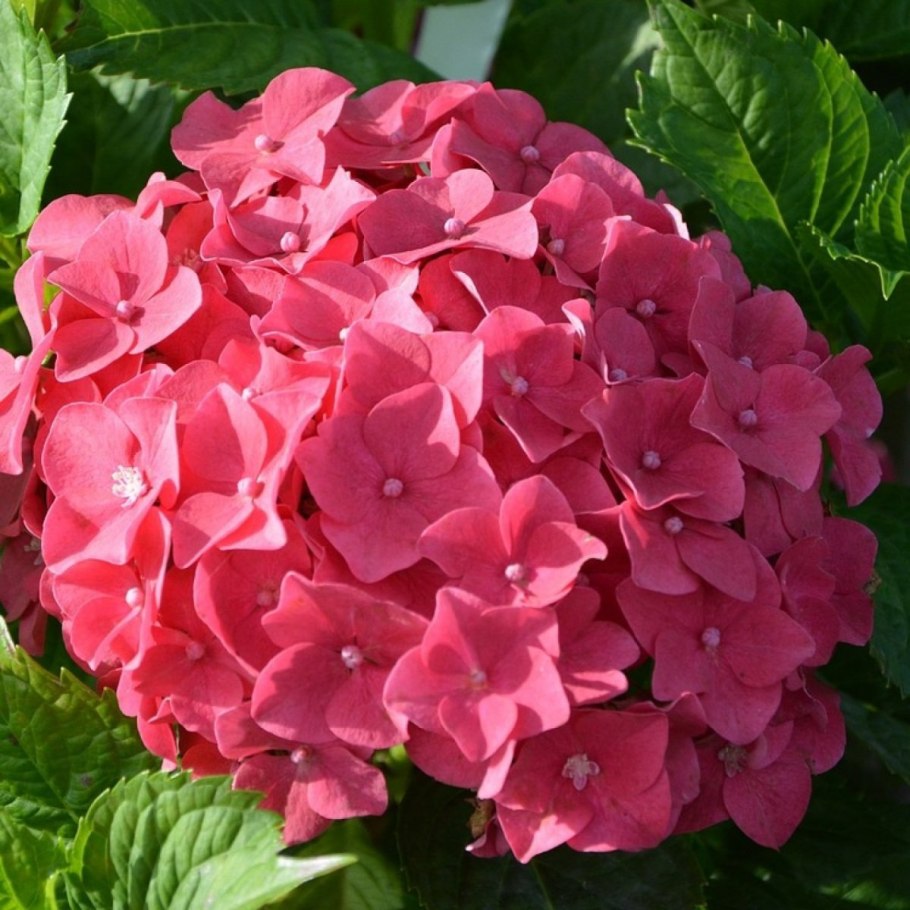 Гортензия крупнолистная хот ред