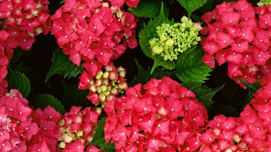 Гортензия макрофилла