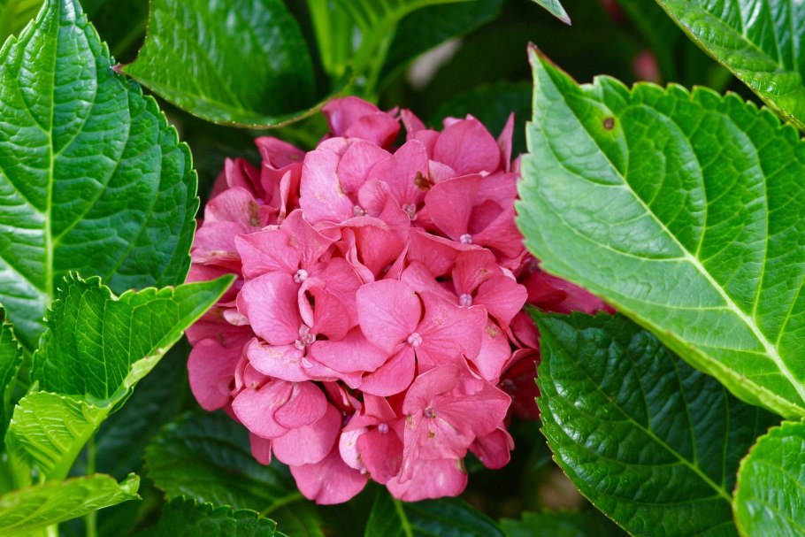 Гортензия красная крупнолистная