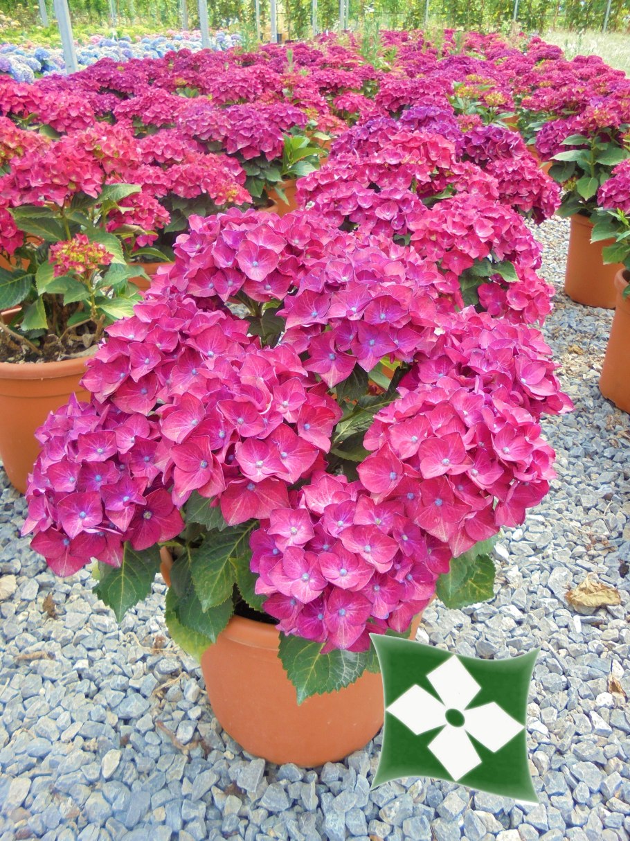 Гортензия крупнолистная Брич ред