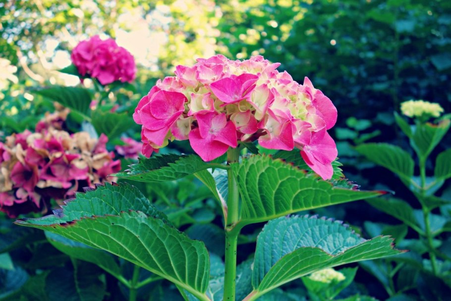 Hydrangea macrophylla hot Red