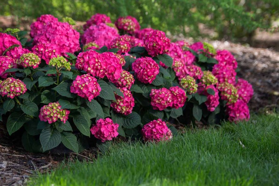 Гортензия крупнолистная