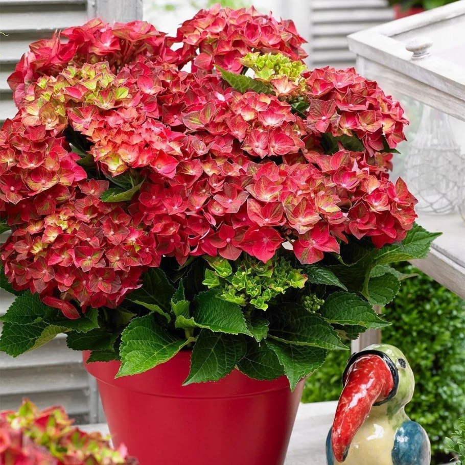 Гортензия крупнолистовая ред Барон