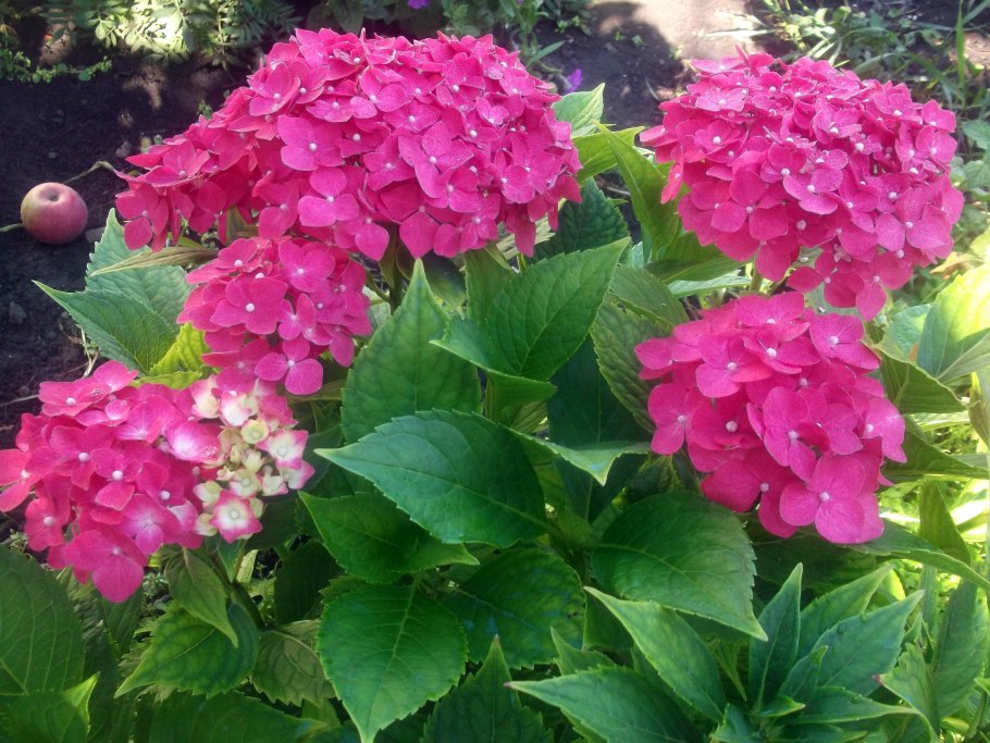 Гортензия крупнолистовая ред Барон