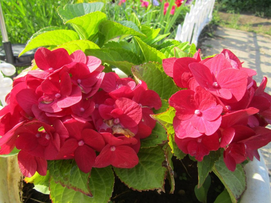 Гортензия крупнолистная Грандмонт