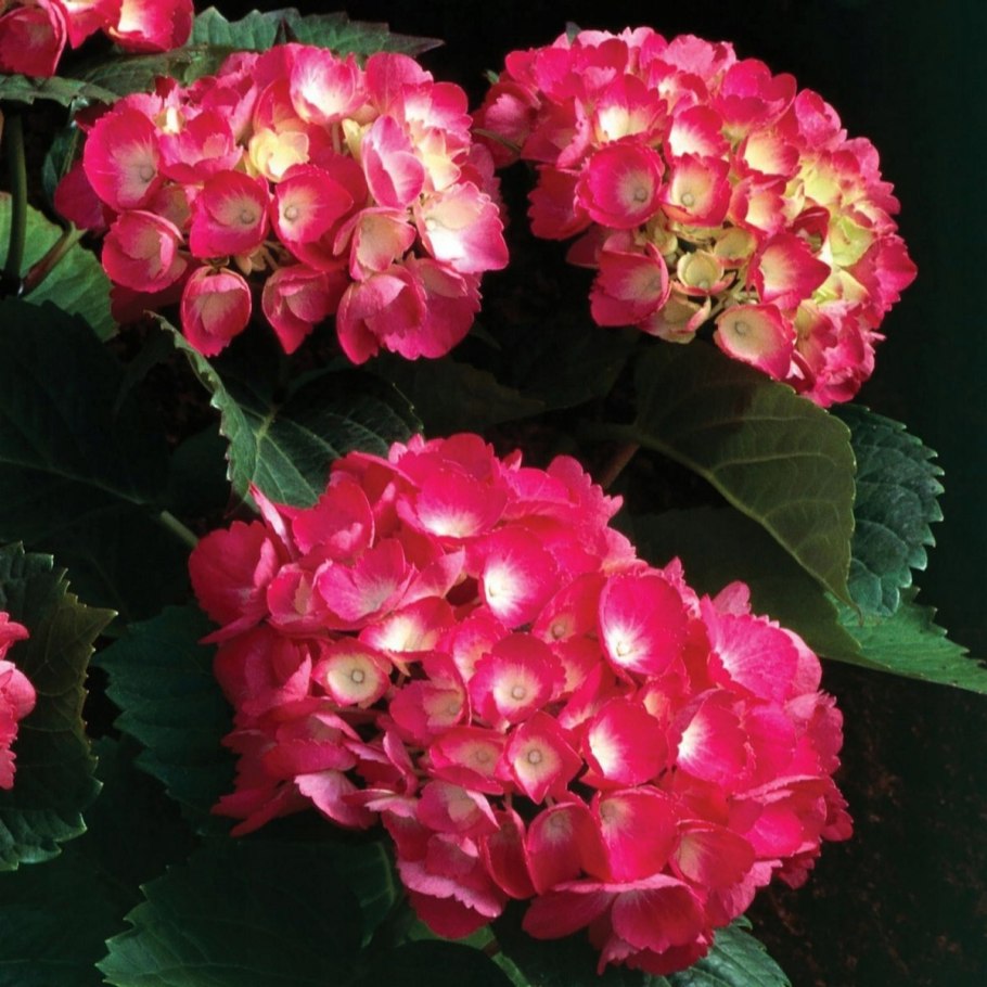 Гортензия крупнолистная хот ред