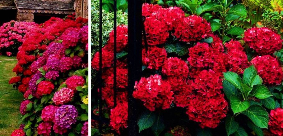 Гортензия крупнолистная ред сенсейшен