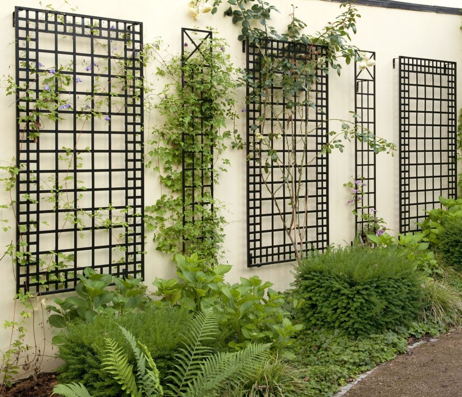 Вьюнок на перголе