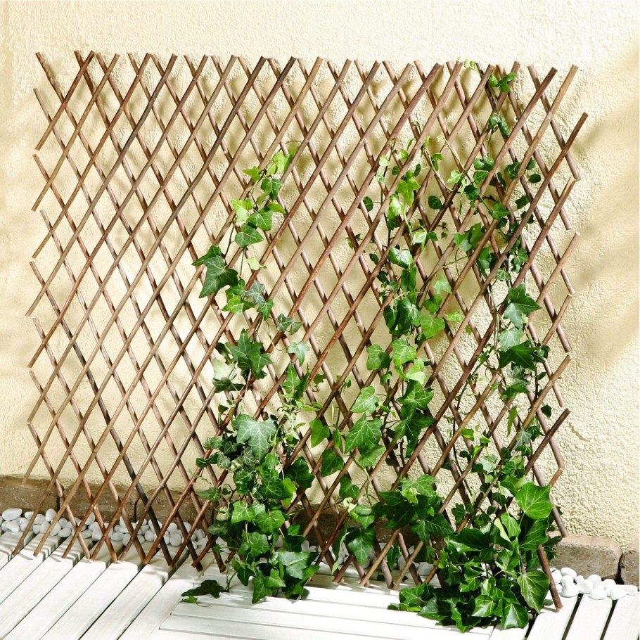 Клематис рабица