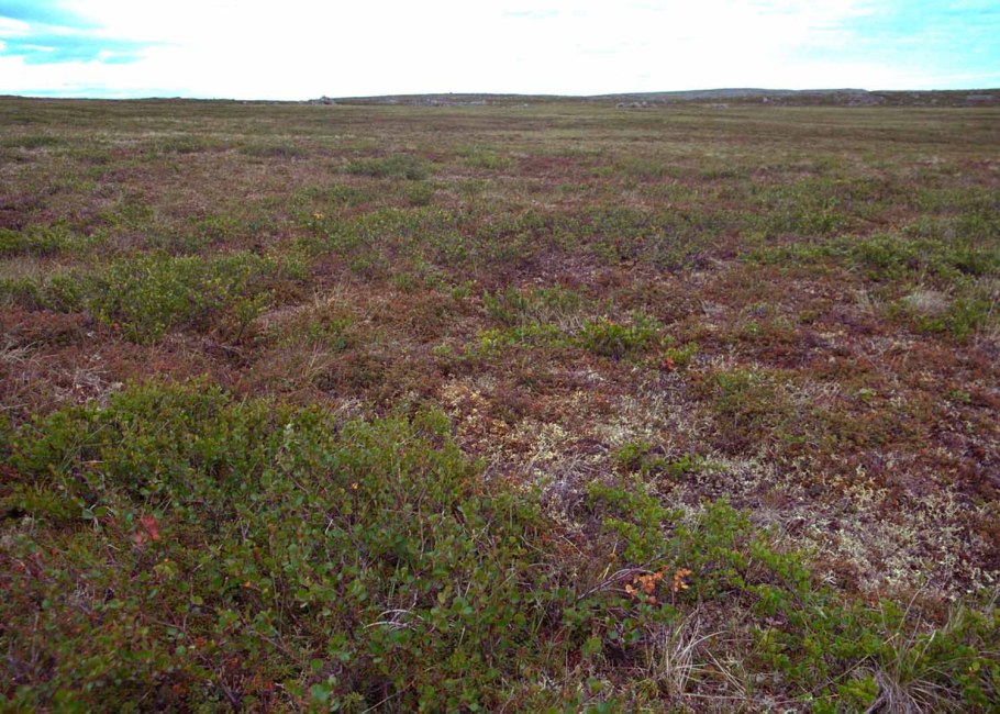 Карликовая Березка Ерник