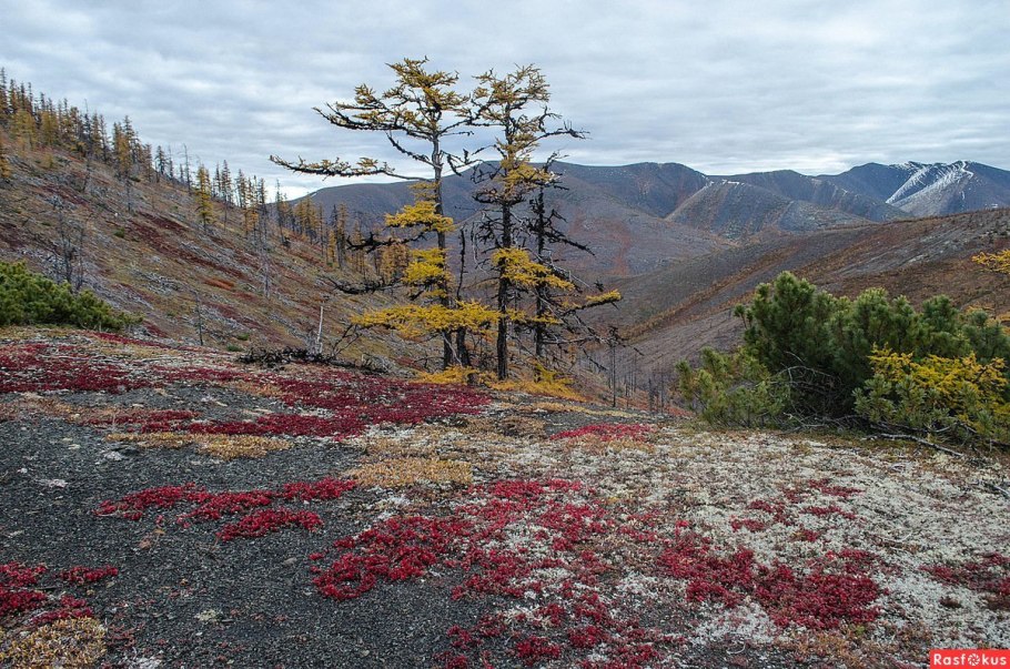Арктическая Мохово-лишайниковая тундра