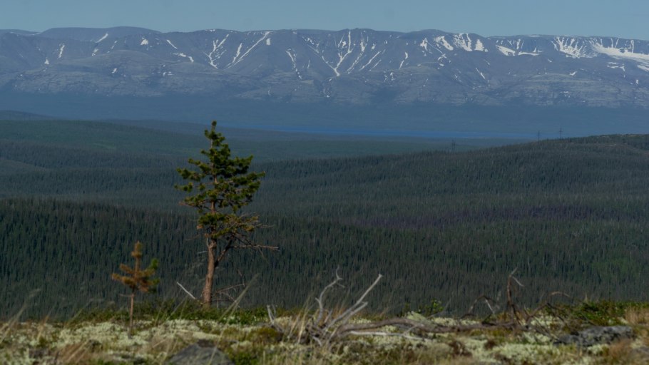 Карликовые березы Чукотки