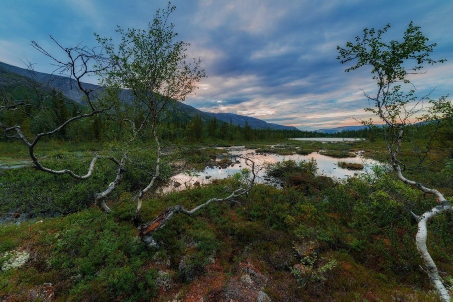 Тундра растения тундры