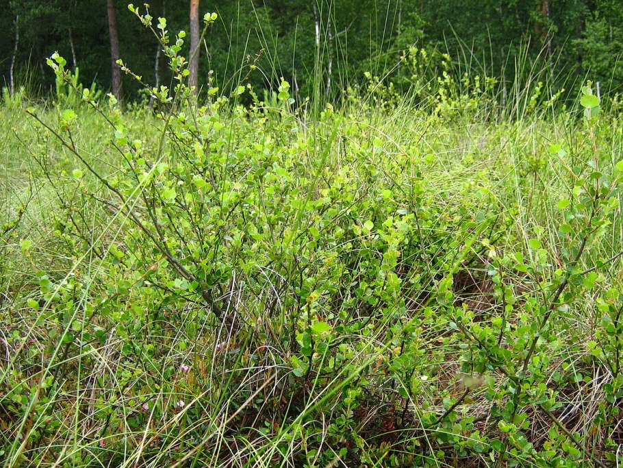 Тундра Кольский полуостров вороника