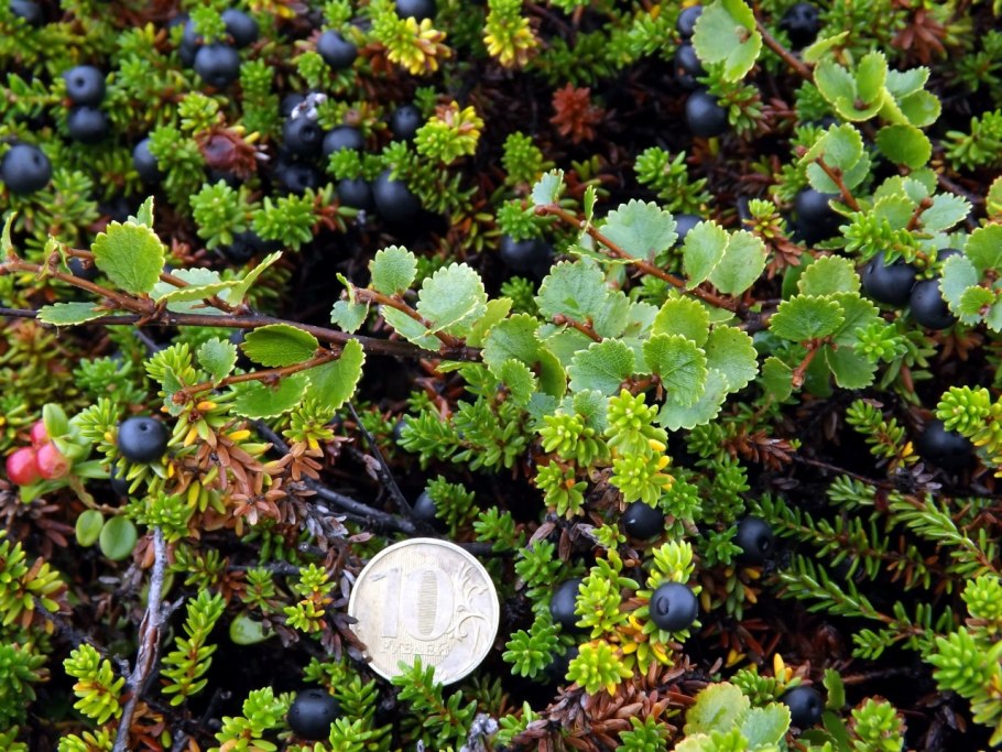 Береза тощая (Betula Exilis Sukacz.)