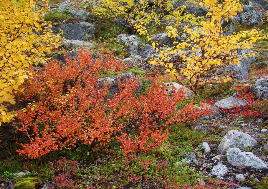 Карликовые деревья в тундре