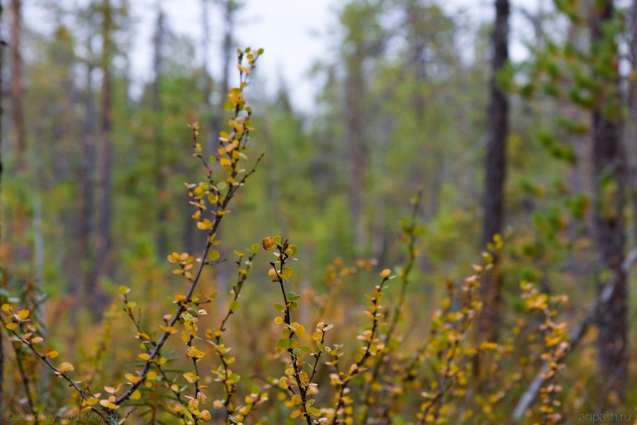 Береза карликовая (Betula nаnа)